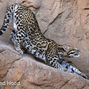 juvenile female ocelot