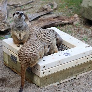 Meerkats