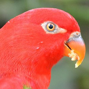 Yellow-backed lory ? portrait