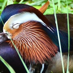 Sleepy Mandarin duck portrait