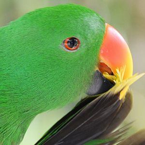 Male Eclectus parrot portrait