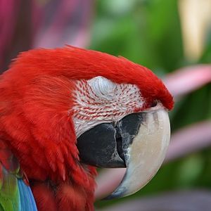 Sleepy macaw portrait
