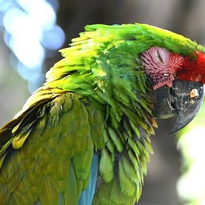 Sleepy Military macaw portrait