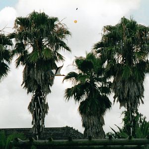 Wood Stork Flying Over Entrance