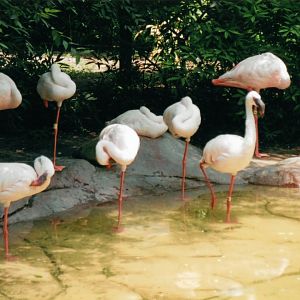Lesser Flamingos