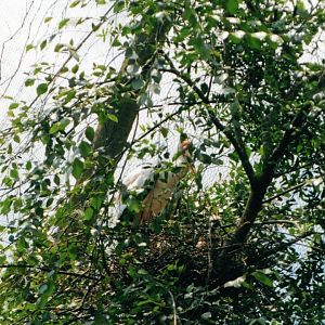 Yellow-Billed Stork Nest