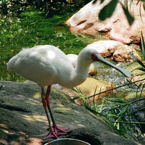 African Spoonbill