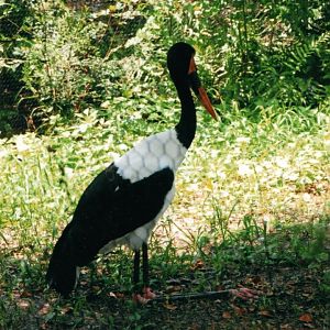 Saddle-Billed Stork