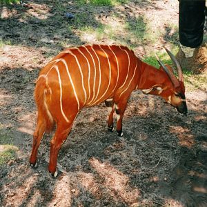 Eastern Bongo