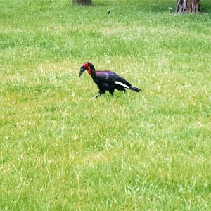 Southern Ground Hornbill