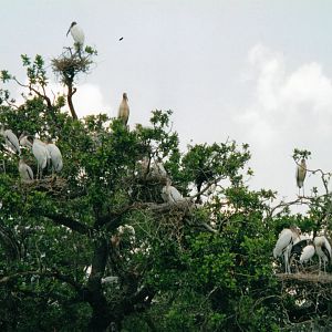 Wood Stork Colony