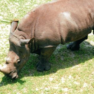 White Rhinoceros