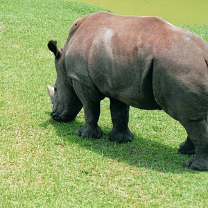 White Rhinoceros