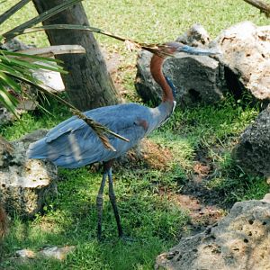Goliath Heron