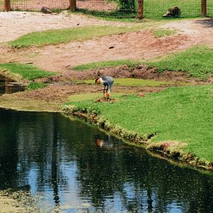Grey Crowned Crane & Nest