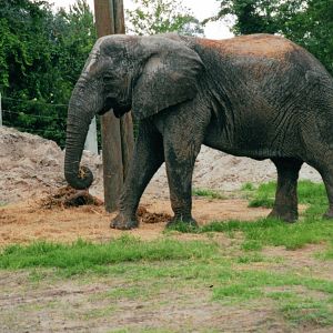 African Elephant