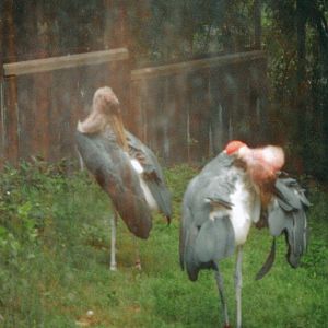 Marabou Storks