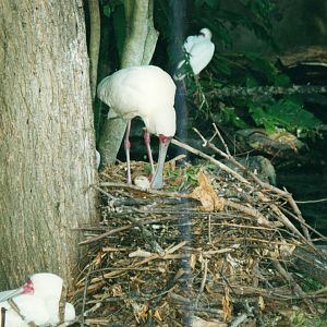 Nesting African Spoonbills