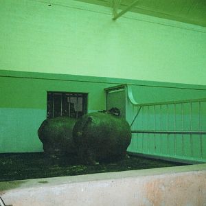 Nile Hippos Cindy & Unna Indoors