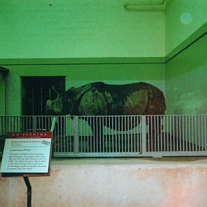 Indian Rhino Xavira Indoors