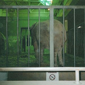 Elephants Indoors
