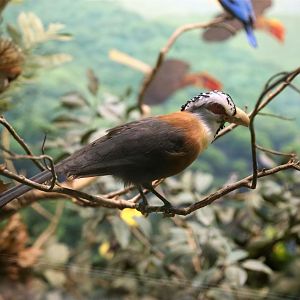 Scale-feathered malkoha (Lepidogrammus cumingi)
