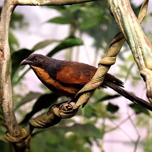 Gabon coucal (Centropus anselli)