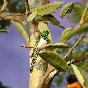 African emerald cuckoo (Chrysococcyx cupreus)