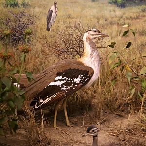 Denham's bustard (Neotis denhami)