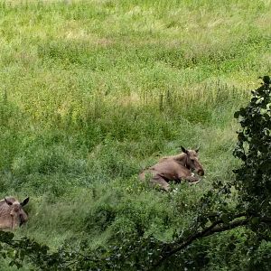 European elk from broadwalk