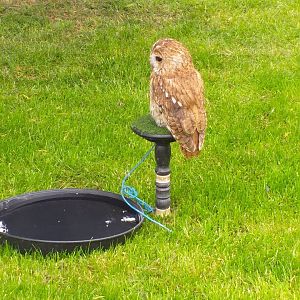 Western tawny owl on stand