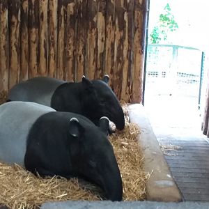 Malayan tapir resting indoors