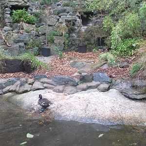 Baer's pochard enclosure