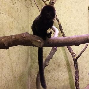 Geoldi's marmoset in Enchanted Forest