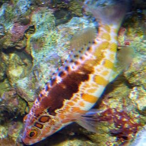 Hawkfish for ID