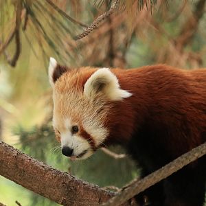 Red Panda (August 2019)