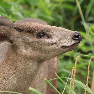Tufted Deer (August 2019)