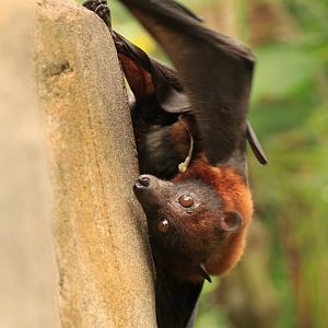 Small flying fox (August 2019)