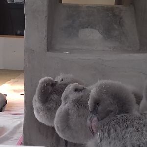 Flamingalings in wet rearing building