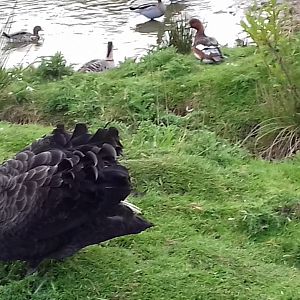 Black swan male on his pond