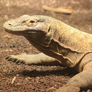Komodo dragon (August 2019)