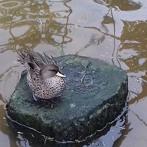 Chilean teal in Amazonia