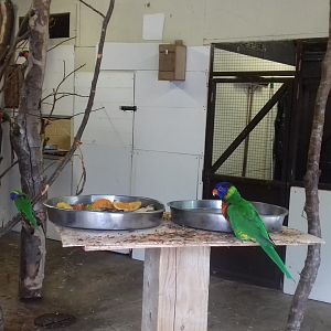 indoor lorikeet area