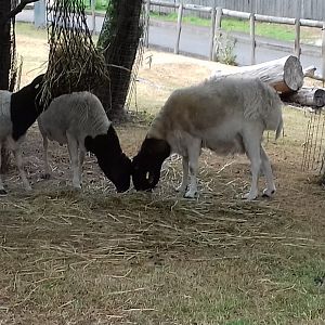 Somali sheep behind lorikeets