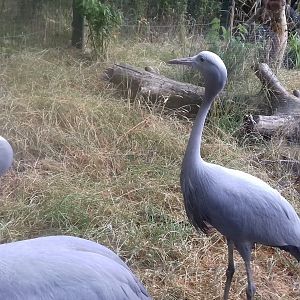Blue crane pair
