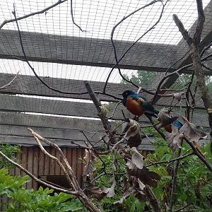 Superb starling in aviary before wallabies
