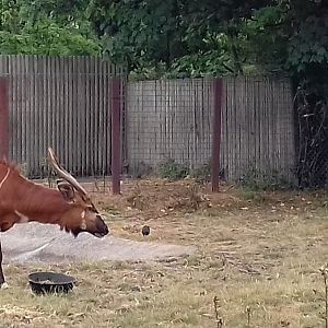 Eastern bongo
