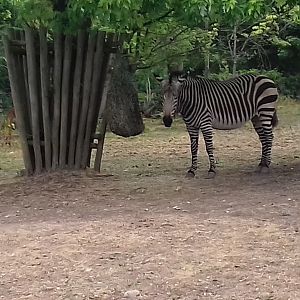 Hartmann's mountain zebra in paddock