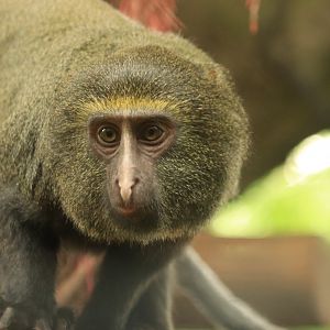 Qwl-faced monkey (August 2019)