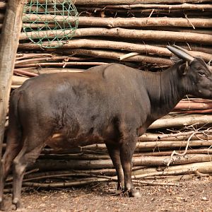 Lowland anoa (August 2019)